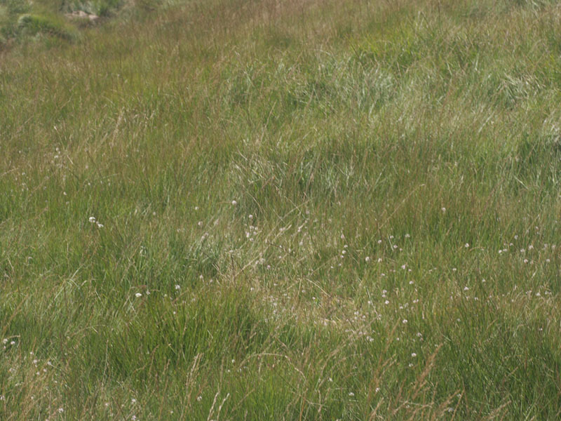 Allium ericetorum Thore